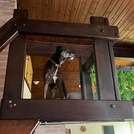 A Con Il Tuo Amico A Quattro Zampe *