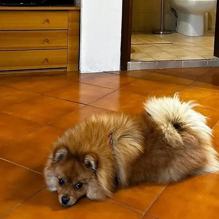 A Con Il Tuo Amico A Quattro Zampe Ferrara