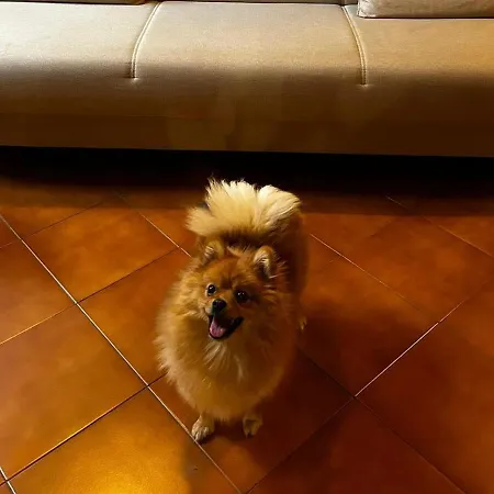 A Con Il Tuo Amico A Quattro Zampe