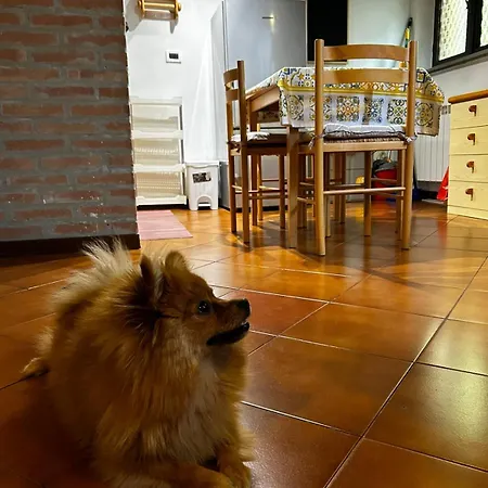 Apartamento A Con Il Tuo Amico A Quattro Zampe *